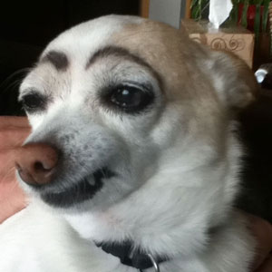 dog with drawn on eyebrows